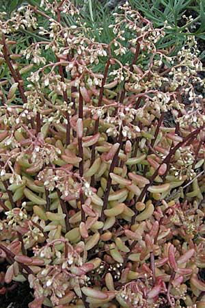 Sedum album \ Weier Mauerpfeffer / White Stonecrop, D Donnersberg 16.6.2006
