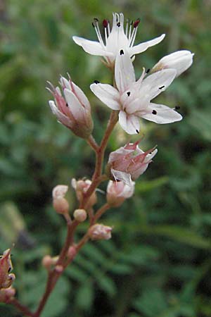 Sedum album \ Weier Mauerpfeffer / White Stonecrop, D Mannheim 6.7.2006