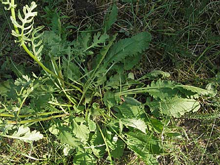 Senecio jacobaea \ Jakobs-Greiskraut, Jakobs-Kreuzkraut / Common Ragwort, D Mannheim 20.7.2006