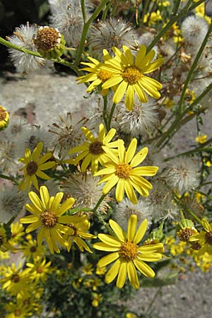 Senecio jacobaea \ Jakobs-Greiskraut, Jakobs-Kreuzkraut / Common Ragwort, D Pforzheim 22.7.2006