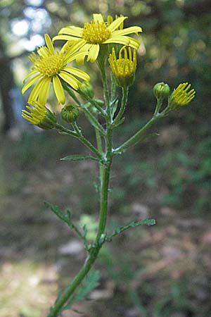 Senecio jacobaea, Common Ragwort Senecio jacobaea, Common Ragwort