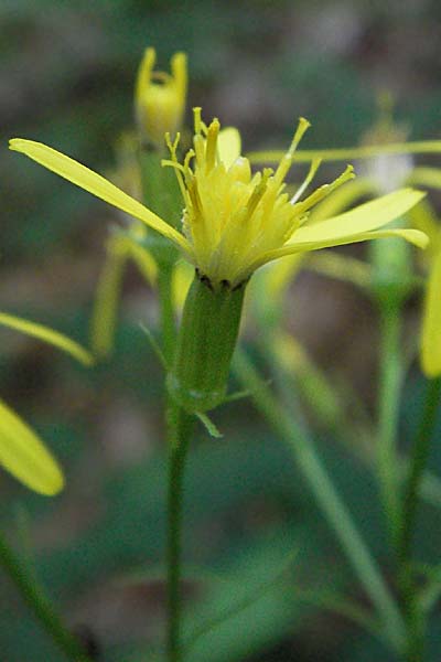 Senecio ovatus \ Fuchssches Greiskraut, Fuchs-Kreuzkraut / Woundwort, Wood Ragwort, D Heidelberg 30.7.2006