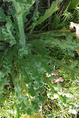 Senecio vernalis \ Frhlings-Greiskraut / Eastern Groundsel, D Waghäusel 30.9.2006