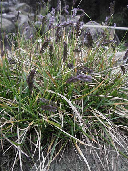 Sesleria caerulea \ Kalk-Blaugras / Moor Grass, D Botan. Gar.  Universit.  Heidelberg 17.3.2007
