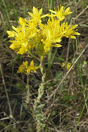 Sedum rupestre \ Felsen-Fetthenne, Tripmadam / Crooked Yellow Stonecrop, Reflexed Stonecrop, D Sandhausen 25.5.2007