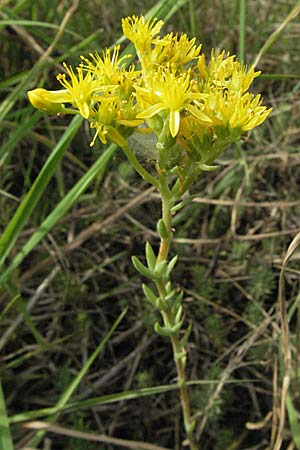 Sedum rupestre \ Felsen-Fetthenne, Tripmadam / Crooked Yellow Stonecrop, Reflexed Stonecrop, D Sandhausen 25.5.2007