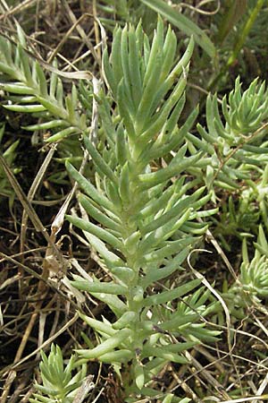 Sedum rupestre \ Felsen-Fetthenne, Tripmadam / Crooked Yellow Stonecrop, Reflexed Stonecrop, D Sandhausen 25.5.2007