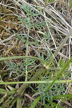 Trinia glauca \ Blaugrner Faserschirm / Honewort, D Karlstadt 16.6.2007