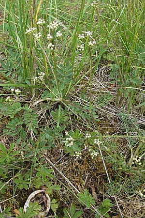 Trinia glauca \ Blaugrner Faserschirm / Honewort, D Karlstadt 16.6.2007