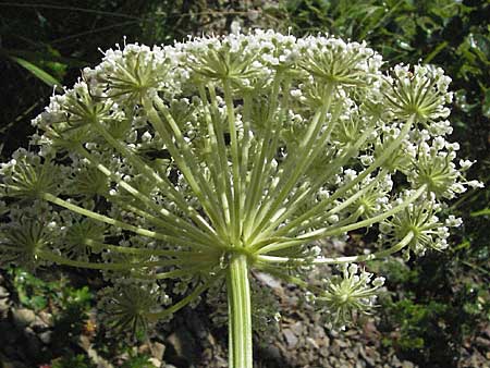 Seseli libanotis \ Heilwurz / Moon Carrot, D Karlstadt 16.6.2007