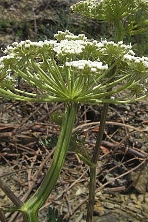 Seseli libanotis \ Heilwurz / Moon Carrot, D Karlstadt 16.6.2007