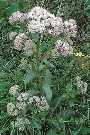 Hylotelephium telephium \ Purpur-Waldfetthenne / Witch's Moneybags, D Odenwald, Hilsenhain 14.8.2007