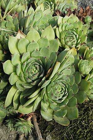 Sempervivum tectorum \ Dach-Hauswurz / Common House-Leek, D Hemsbach 16.8.2007