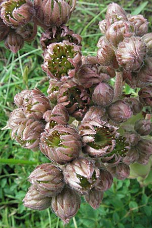 Sempervivum tectorum \ Dach-Hauswurz / Common House-Leek, D Hemsbach 12.7.2007