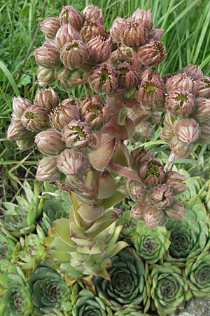 Sempervivum tectorum \ Dach-Hauswurz / Common House-Leek, D Hemsbach 12.7.2007
