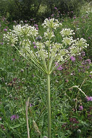 Seseli annuum \ Steppen-Bergfenchel / Seseli, D Hemsbach 12.7.2007