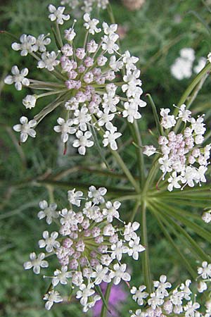 Seseli annuum \ Steppen-Bergfenchel / Seseli, D Hemsbach 12.7.2007