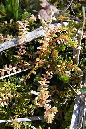 Selaginella helvetica \ Schweizer Moosfarn / Swiss Clubmoss, D Hurlach 18.4.2009