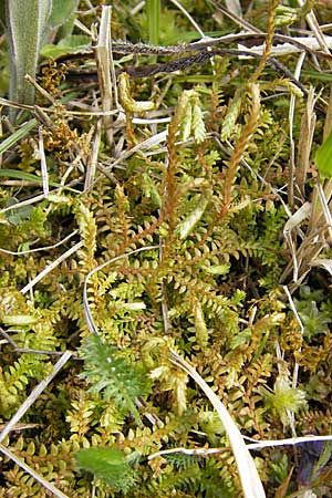 Selaginella helvetica \ Schweizer Moosfarn / Swiss Clubmoss, D Hurlach 18.4.2009