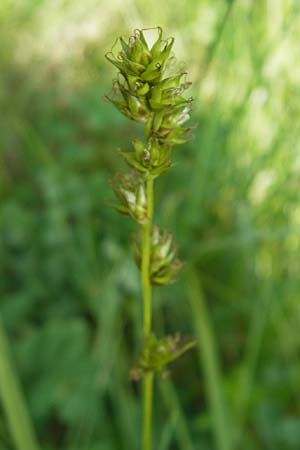 Carex polyphylla \ Unterbrochenhrige Segge / Berkeley Sedge, Grassland Sedge, D Darmstadt 10.5.2009