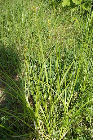 Carex polyphylla \ Unterbrochenhrige Segge / Berkeley Sedge, Grassland Sedge, D Darmstadt 10.5.2009