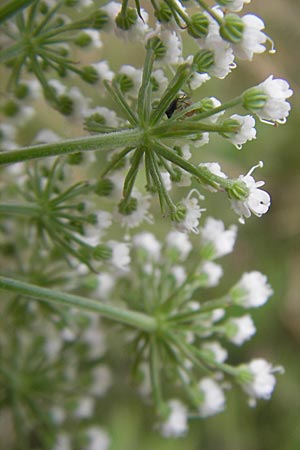 Selinum carvifolia \ Kmmelblttrige Silge / Cambridge Milk Parsley, D Pfalz, Speyer 22.7.2009