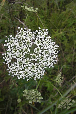 Selinum carvifolia \ Kmmelblttrige Silge / Cambridge Milk Parsley, D Pfalz, Speyer 22.7.2009