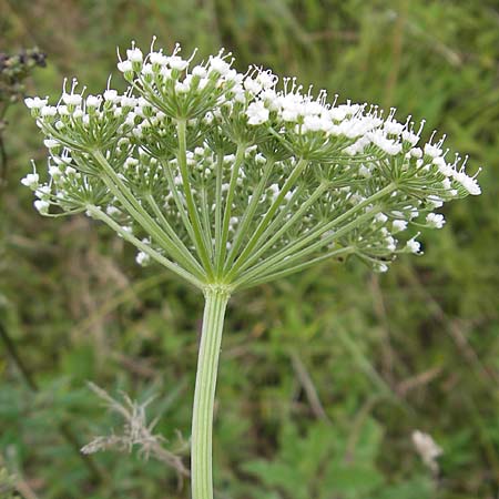 Selinum carvifolia \ Kmmelblttrige Silge / Cambridge Milk Parsley, D Pfalz, Speyer 22.7.2009