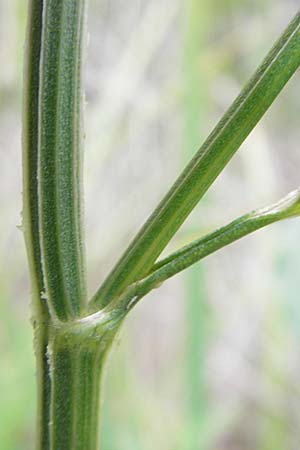 Selinum carvifolia \ Kmmelblttrige Silge / Cambridge Milk Parsley, D Pfalz, Speyer 22.7.2009
