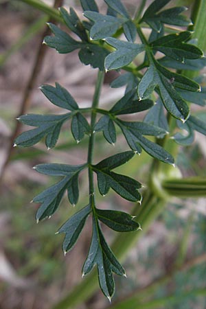 Selinum carvifolia \ Kmmelblttrige Silge / Cambridge Milk Parsley, D Pfalz, Speyer 22.7.2009