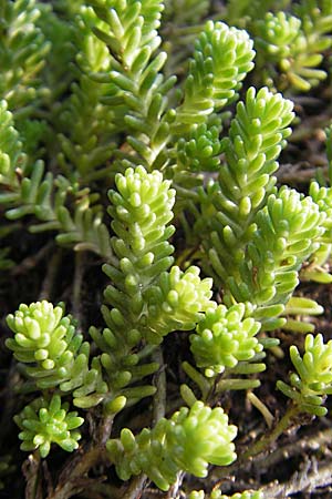 Sedum sexangulare \ Milder Mauerpfeffer / Tasteless Stonecrop, D Römerberg 9.9.2009