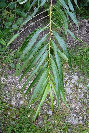 Salix viminalis \ Korb-Weide / Common Osier, D Eberbach 24.9.2014