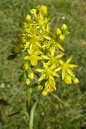 Sedum forsterianum \ Zierliche Felsen-Fetthenne / Rock Stonecrop, Welsh Stonecrop, D Idar-Oberstein 11.6.2011