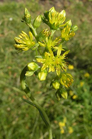 Sedum forsterianum \ Zierliche Felsen-Fetthenne / Rock Stonecrop, Welsh Stonecrop, D Idar-Oberstein 11.6.2011