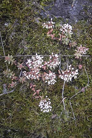 Sedum album \ Weier Mauerpfeffer / White Stonecrop, D Idar-Oberstein 25.6.2011