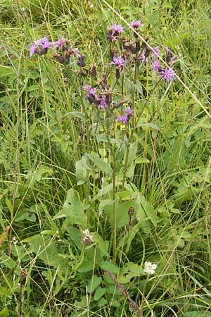 Serratula tinctoria \ Frber-Scharte, D Gessertshausen 30.7.2011