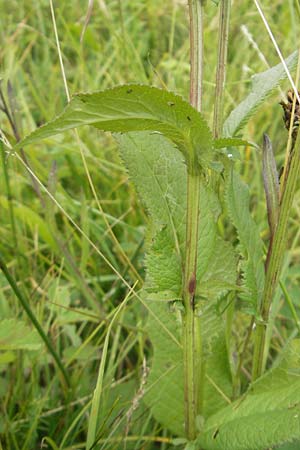 Serratula tinctoria \ Frber-Scharte, D Gessertshausen 30.7.2011