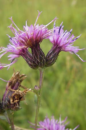 Serratula tinctoria \ Frber-Scharte, D Gessertshausen 30.7.2011