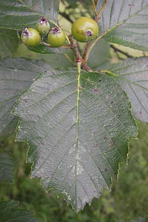 Sorbus eystettensis \ Eichsttter Mehlbeere / Eichstaett Whitebeam, D Eichstätt 5.8.2011