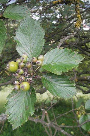 Sorbus eystettensis \ Eichsttter Mehlbeere / Eichstaett Whitebeam, D Eichstätt 5.8.2011