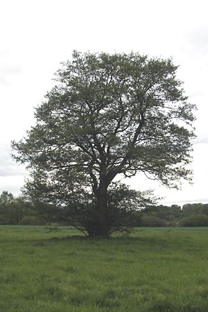 Alnus glutinosa \ Schwarz-Erle / Alder, D Wörth (Landkreis Erding) 6.5.2012