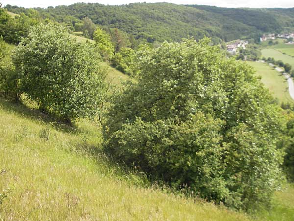 Sorbus eystettensis \ Eichsttter Mehlbeere / Eichstaett Whitebeam, D Eichstätt 4.6.2012