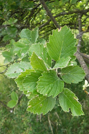 Sorbus eystettensis \ Eichsttter Mehlbeere / Eichstaett Whitebeam, D Eichstätt 4.6.2012