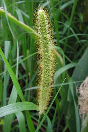 Setaria pumila \ Rote Borstenhirse, Fuchsrote Borstenhirse / Yellow Bristle Grass, D Kehl 28.7.2012