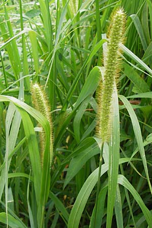 Setaria pumila \ Rote Borstenhirse, Fuchsrote Borstenhirse / Yellow Bristle Grass, D Kehl 28.7.2012