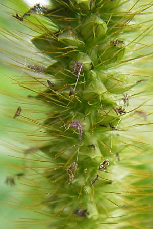 Setaria pumila \ Rote Borstenhirse, Fuchsrote Borstenhirse / Yellow Bristle Grass, D Kehl 28.7.2012