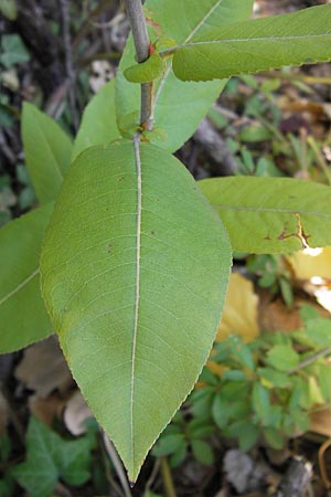 Salix eriocephala \ Herzbl&auml;ttrige Weide / Missouri River Willow, Yellow Willow, D Frankfurt-Niederrad 19.9.2012