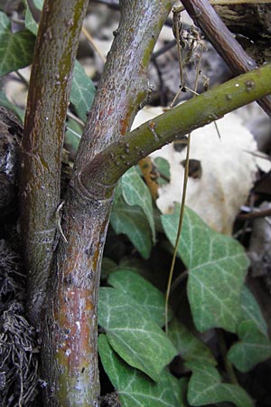Salix eriocephala \ Herzbl&auml;ttrige Weide / Missouri River Willow, Yellow Willow, D Frankfurt-Niederrad 19.9.2012