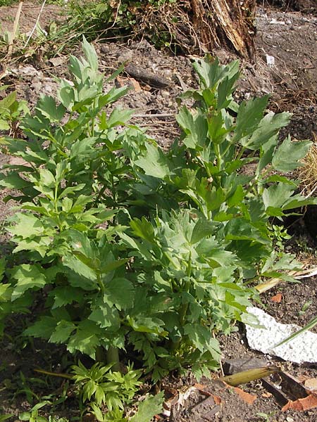 Apium graveolens var. rapaceum \ Knollen-Sellerie, Wurzel-Sellerie / Celery Root, D Ubstadt 22.6.2013