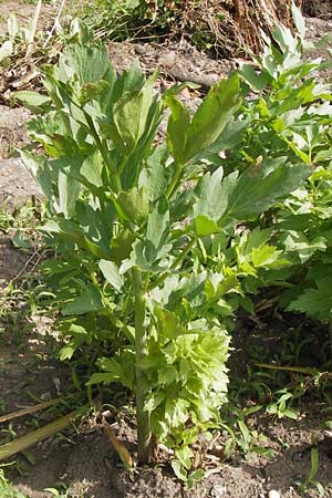 Apium graveolens var. rapaceum \ Knollen-Sellerie, Wurzel-Sellerie / Celery Root, D Ubstadt 22.6.2013